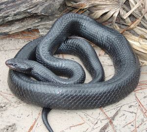 Eastern Indigo Snake, Photo courtesy of Wikipedia.